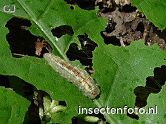 larve (1280*960)